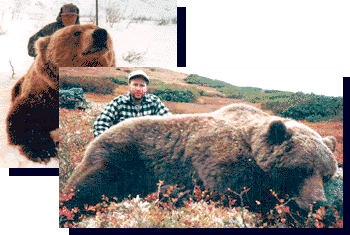 Alaska Brown Bear